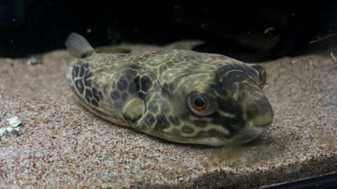 Mbu Puffer (Tetraodon mbu) - T109 WYSIWYG