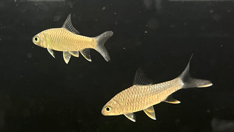 Lemonfin Barb (Hypsibarbus wetmorei)