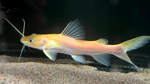Albino Asian Redtail Catfish (Hemibagrus nemurus) - WYSIWYG