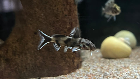 Synodontis polli "Black"