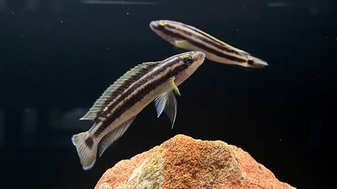 Golden Julie (Julidochromis ornatus)