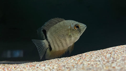 Madeira Severum (Heros sp. Rio Madeira)