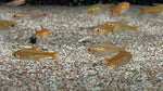 Ember Tetra (Hyphessobrycon amandae)