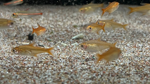 Ember Tetra (Hyphessobrycon amandae)