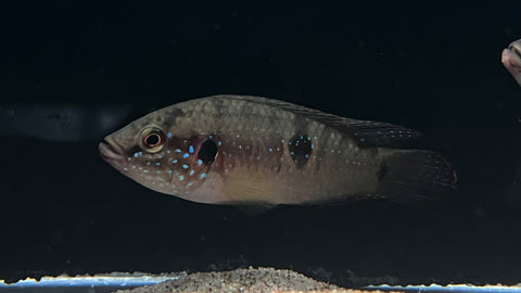 Blood Red Jewel Cichlid (Hemichromis lifalili)