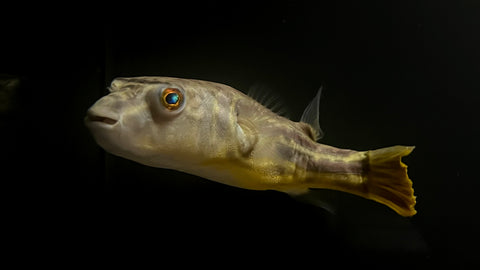 Fahaka Pufferfish (Tetraodon lineatus) - WYSIWYG