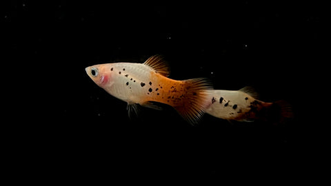Red Crystal Platy (Xiphophorus sp.)