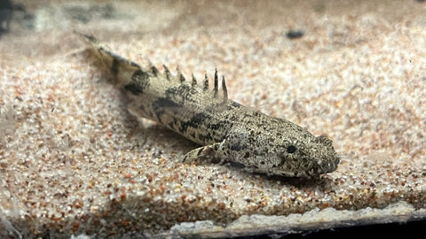 Endlicheri Bichir (Polypterus Endlicheri) - Medium