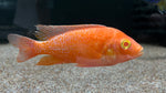 Albino Super Red Peacock (Aulonocara sp.)