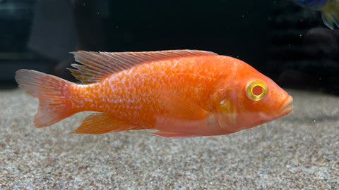 Albino Super Red Peacock (Aulonocara sp.)