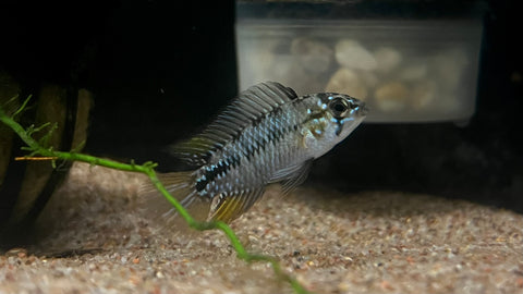Apistogramma borellii - Pair