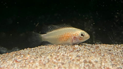 Apistogramma Macmasteri “Gold” - Pair