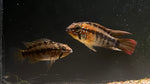 Apistogramma Macmasteri “Red Shoulder” - Pair