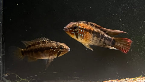 Apistogramma Macmasteri “Red Shoulder” - Pair