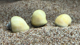 Mystery Snail (Pomacea bridgesii)