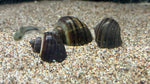 Mystery Snail (Pomacea bridgesii)