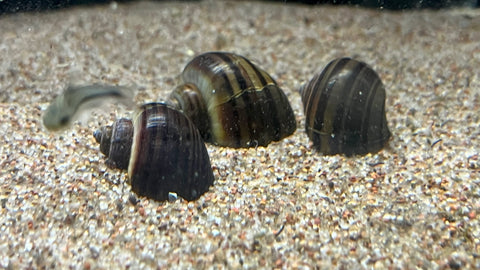 Mystery Snail (Pomacea bridgesii)