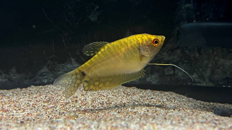 Gold Gourami (Trichopodus trichopterus)