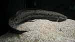 African Lungfish (Protopterus annectens) - WYSIWYG