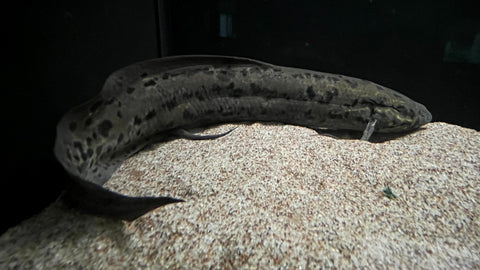 African Lungfish (Protopterus annectens) - WYSIWYG