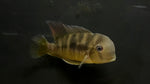 Geophagus Balzani (Gymnogeophagus balzanii)
