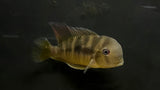 Geophagus Balzani (Gymnogeophagus balzanii)