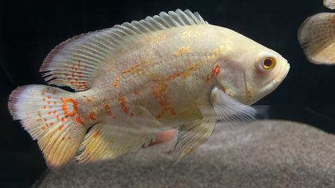 Albino Tiger Oscar (Astronotus ocellatus)