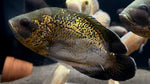 Red Smooth Oscar (Astronotus ocellatus)