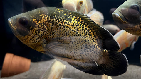 Red Smooth Oscar (Astronotus ocellatus)
