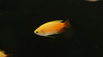 Sunset Honey Gourami (Trichogaster chuna)