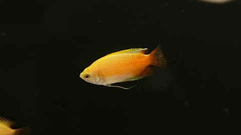 Sunset Honey Gourami (Trichogaster chuna)