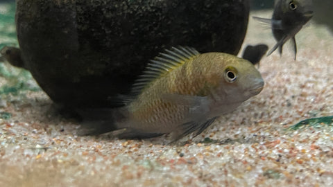 Cherry Spot Tropheus(Tropheus Sp.) - xSmall