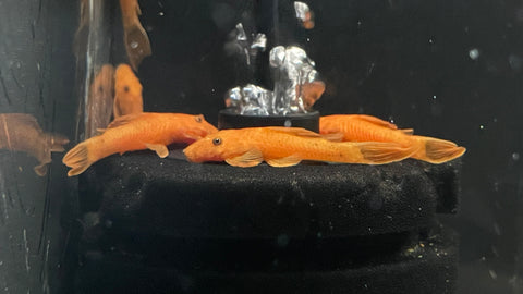 Shortfin Super Red Bristlenose Pleco (Ancistrus sp. "super red")