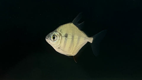 Tiger Silver Dollar (Metynnis fasciatus)