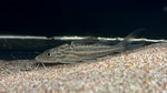 Pictus Catfish (Pimelodus pictus) - Medium