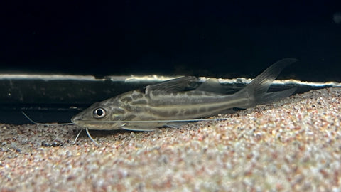 Pictus Catfish (Pimelodus pictus) - Medium