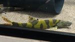 Imperial Flower Loach (Leptobotia elongata) - Large