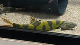 Imperial Flower Loach (Leptobotia elongata) - Large