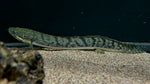 Weeksii Bichir (Polypterus weeksii) - WYSIWYG