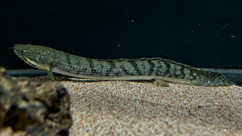 Weeksii Bichir (Polypterus weeksii) - WYSIWYG
