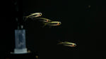 Tucan Tetra (Tucanoichthys tucano)