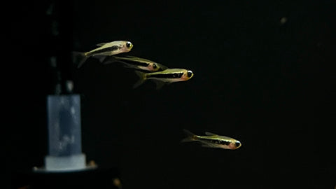 Tucan Tetra (Tucanoichthys tucano)