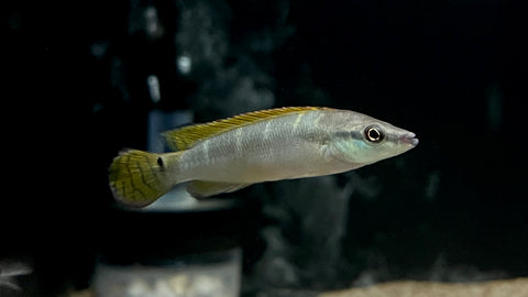 Dwarf Green Pike Cichlid (Crenicichla compressiceps)