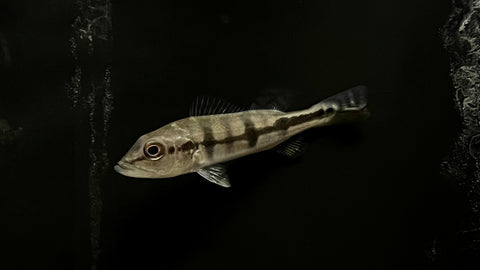 Azul Peacock Bass (Cichla piquiti) - Small