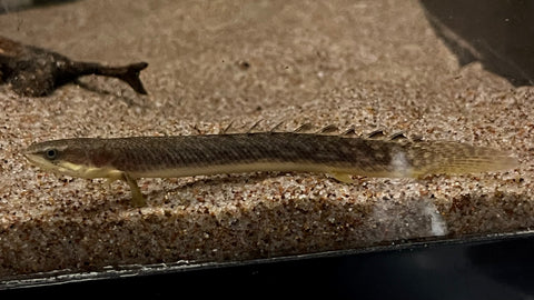 Gold Dust Bichir (Polypterus palmas "buettikoferi") - xSmall
