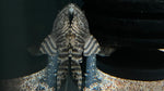 L-226 Iquitos Tiger Pleco (Panaqolus changae)