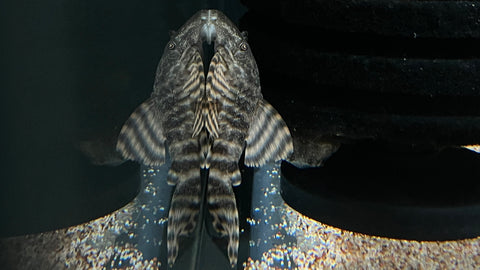 L-226 Iquitos Tiger Pleco (Panaqolus changae)