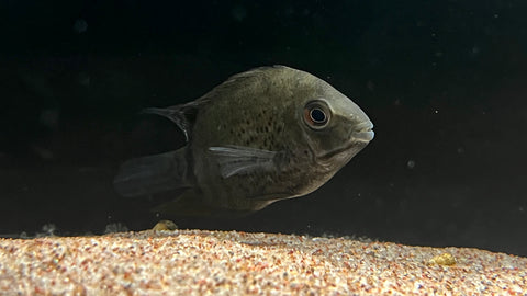 Green Severum (Heros efasciatus)