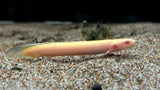 Albino Senegal Bichir (Polypterus senegalus)