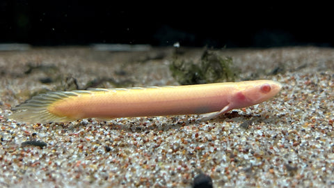 Albino Senegal Bichir (Polypterus senegalus) - xSmall